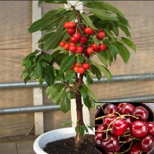 RARE Dwarf Stella CHERRY-Grow Indoors in a Pot or Out-(2,6 or10 Seeds) Very Sweet fruit (Fresh harvested in our Us Farm )Ships fast same day