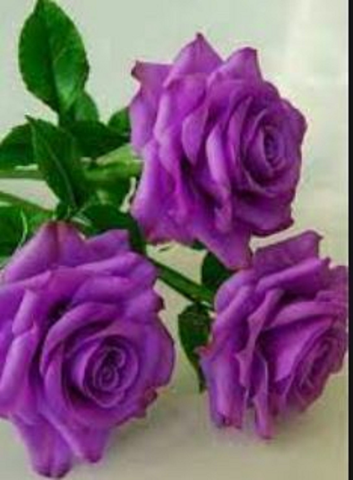 Rare English Dark PURPLE ROSE Tree Flower Plant 31020 or 30 Etsy