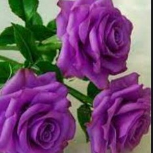 Rare Hybrid PURPLE ROSE Tree Flower Plant (3,10,20 or 30 SEEDS ...