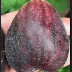 RARE Giant FIG(Texas Blue Giant)The largest Fig we&#39;ve seen Fruit Plant 2, 10, 30 or 60 SEEDS(Fresh harvested in our Usa Farm)Same day ships