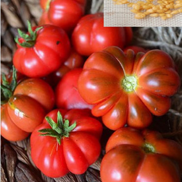 RARE (no plant ) TOMATO  SANTORINI  Greek Fruit  tree  5, 15 0r 30 seeds  - Combined Shipping ( Pay shipping just for the first item )  -