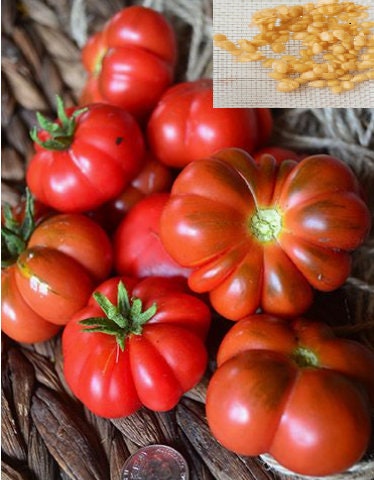 EASY TO GROW RARE! Italian Tree Tomato Seeds PICK TOMATOES FROM YOUR OWN TREE 