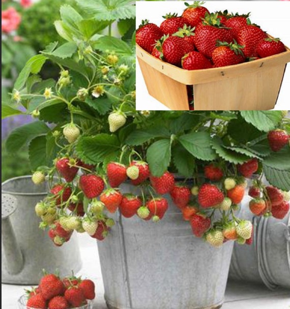 V RARE DELIZZ STRAWBERRY Fruit Plant Tree 5 30 100 or 200 - Etsy