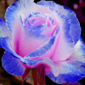 RARE Blue Pink ROSE flowers tree Bush(2,10,20 or 30 Seeds) (No plant) -Combined shipping (Pay shipping only for the first item) -Usa Seller