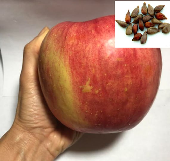 RARE Jumbo Apple Fruit Tree 2 ,5 or 10 SEEDS - Combined