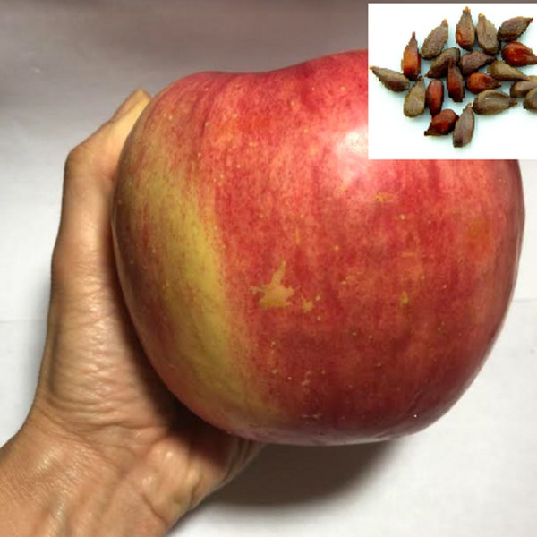 RARE Jumbo Apple  Fruit tree 2 ,5 or 10 SEEDS  - Combined Shipping ( Pay shipping just for the first item )  - USA Seller