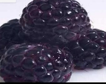 RARE Jumbo Jewel Black RASPBERRY Fruit Tree 5, 30 ,60 or120 SEEDS (No plant)-Combined Shipping Discount Pay shipping just for the first item