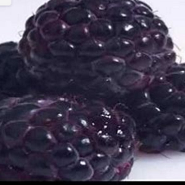 RARE Jumbo Jewel Black RASPBERRY Fruit Tree 5, 30 ,60 or120 SEEDS (No plant)-Combined Shipping Discount Pay shipping just for the first item