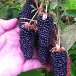 Rare GIANT BLACKBERRY Columbia thornless sweet Powerfood fruit SEEDS (The largest blackberry we’ve ever seen! ) Ships same day from Usa !
