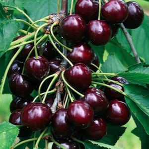 Rare BLACK CHERRY- -Very Sweet and Tasty fruit tree (Fresh harvested in our Usa Farm) Ships fast same day!