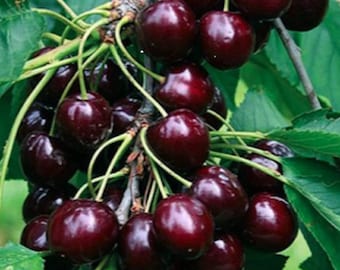 Rare BLACK CHERRY-Great for Pot Growing indoors or Out -Very Sweet and Tasty fruit tree(Fresh harvested in our Usa Farm)Ships fast same day!