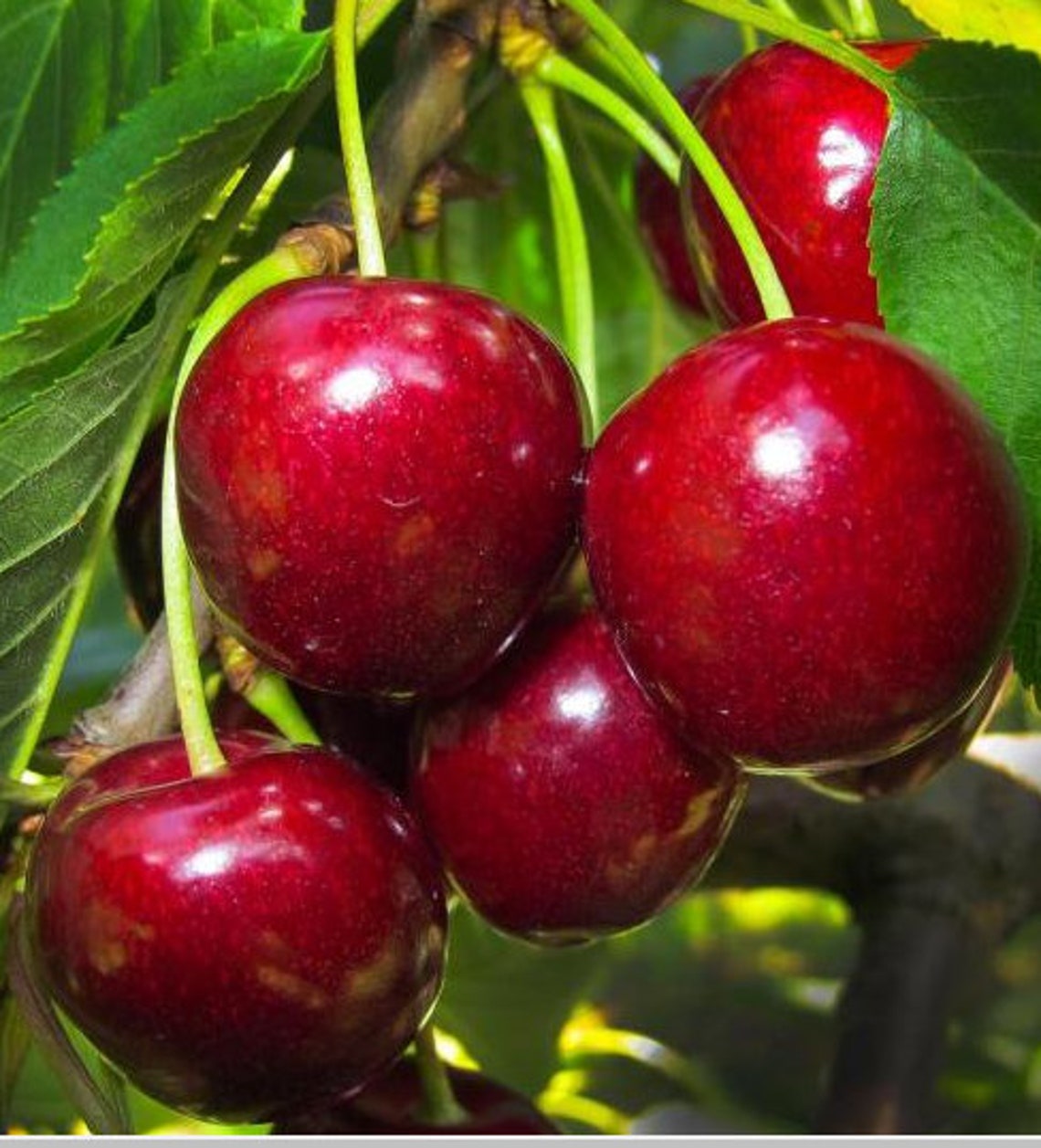 Rare no plant DWARF BING CHERRY Tree 5 Seeds Combined | Etsy