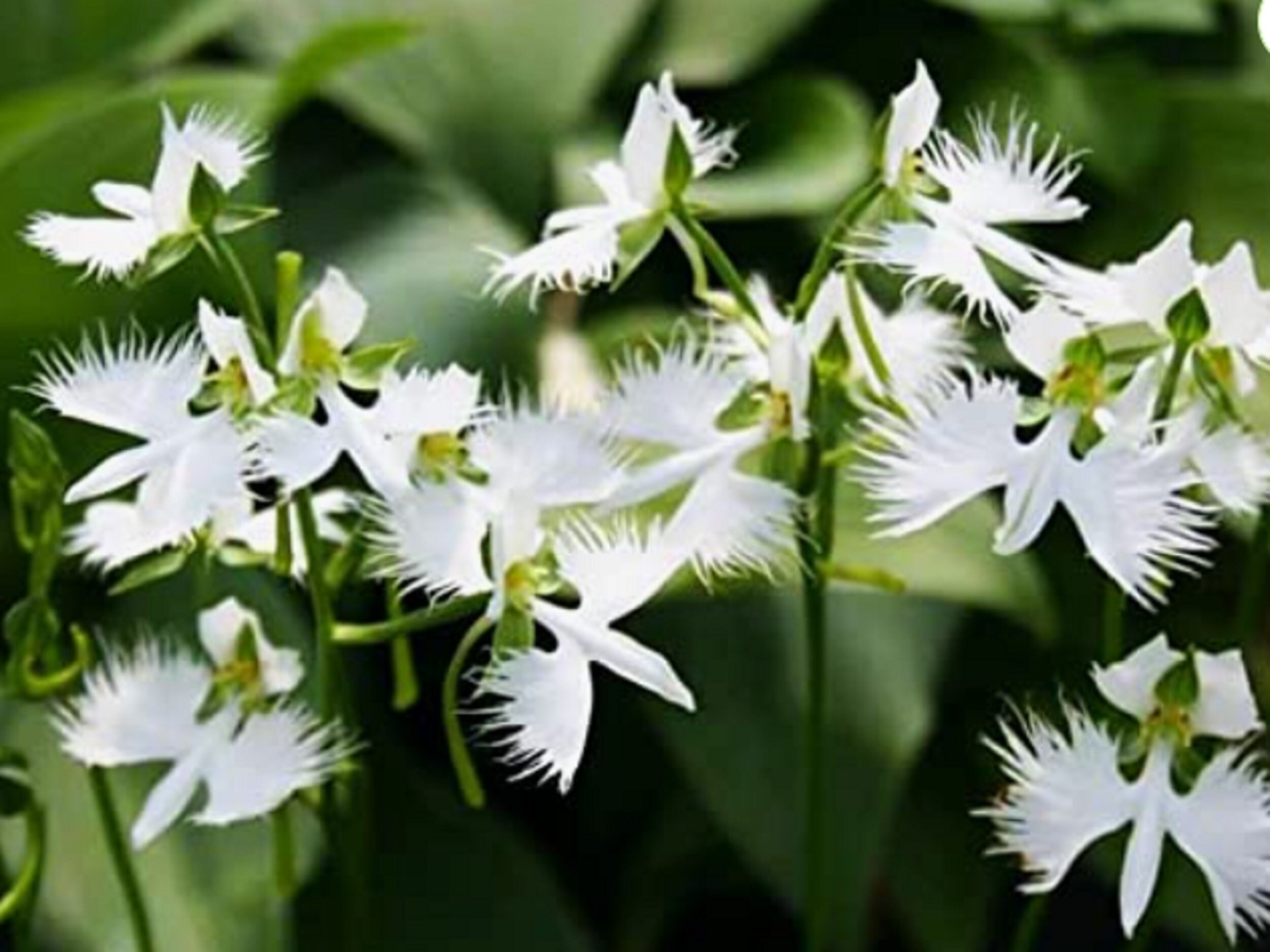 RARE White Dove -egret Flower- Stunning Papery-looking Flower Plant-2 ...