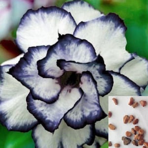 RARE Black White ROSE (3 ,10 or 20 SEEDS) Flower plant -Combined shipping (Pay shipping just for the first item)- Usa Seller