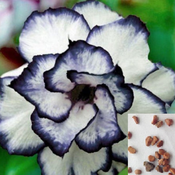 RARE-MINIATURE ROSE Red Flower Plant Tree- 3,10,20 or 30 Seeds ...