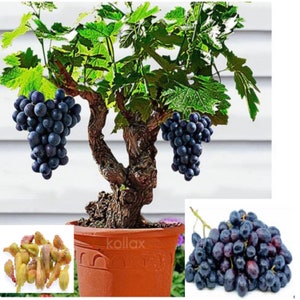 RARE Bonsai Dwarf Black GRAPES-Great for indoors -Very sweet fruit (2,6 ,10 ,20 SEEDS)Fresh Harvested in Usa Farm(Combined shipping discount