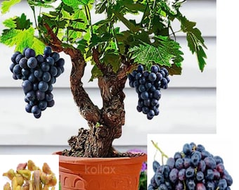 RARE Bonsai Dwarf Black GRAPES-Great for indoors -Very sweet fruit (2,6 ,10 ,20 SEEDS)Fresh Harvested in Usa Farm(Combined shipping discount