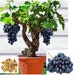 see more listings in the Fruits  section