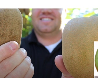 Rare JUMBO KIWI tree (5,30 ,60 0r 120 SEEDS )Combined shipping Discount (Pay shipping just for the first item) Grow Indoor Or Out )Us