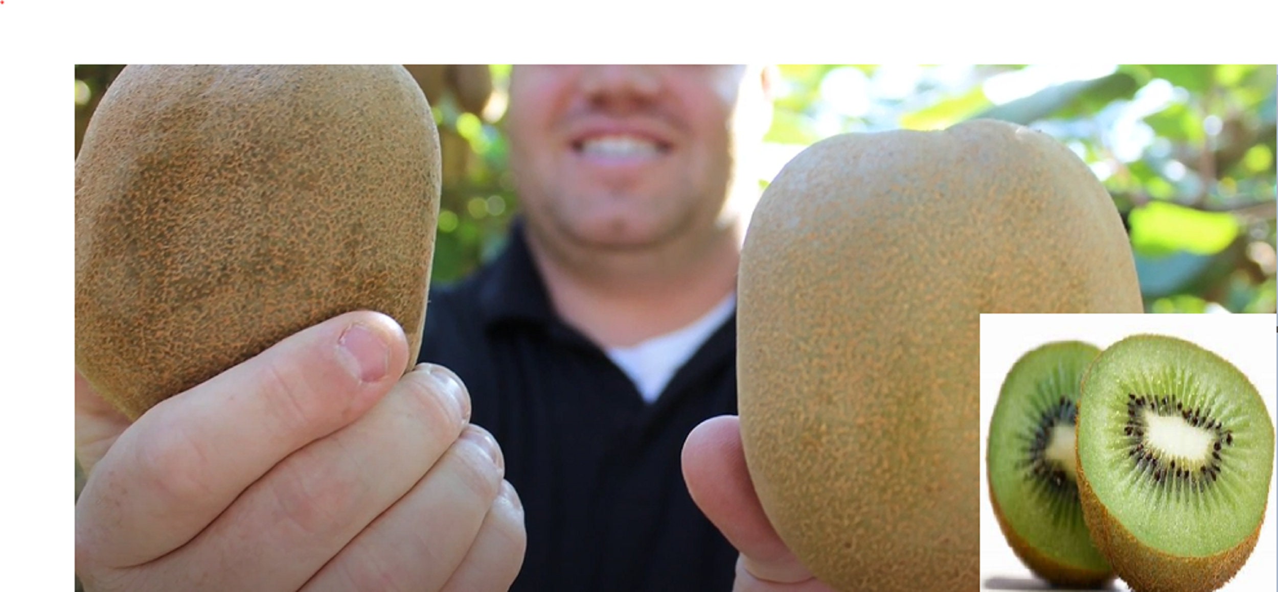キウイ×5 Rare JUMBO KIWI Tree (5,30 ,60 0r 120 SEEDS )combined Shipping