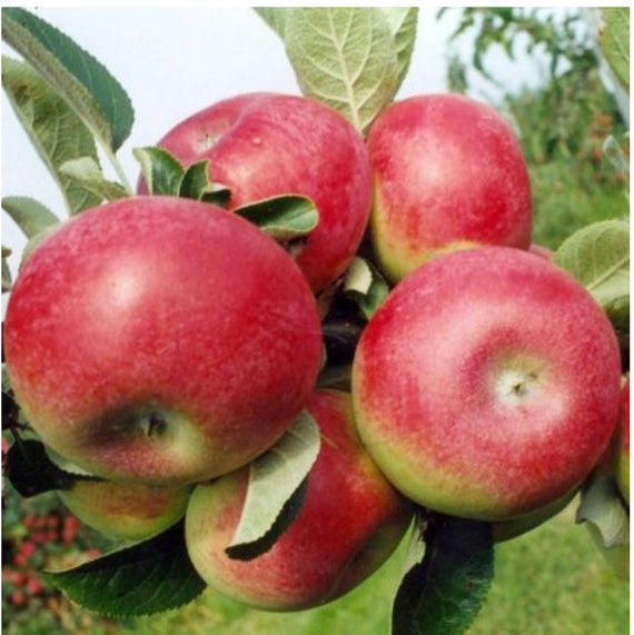 Dwarf Red Delicious Apple Tree