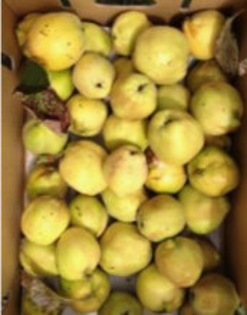 RARE QUINCE Fruit Plant Tree 3 or 10 Seeds no Plant Etsy