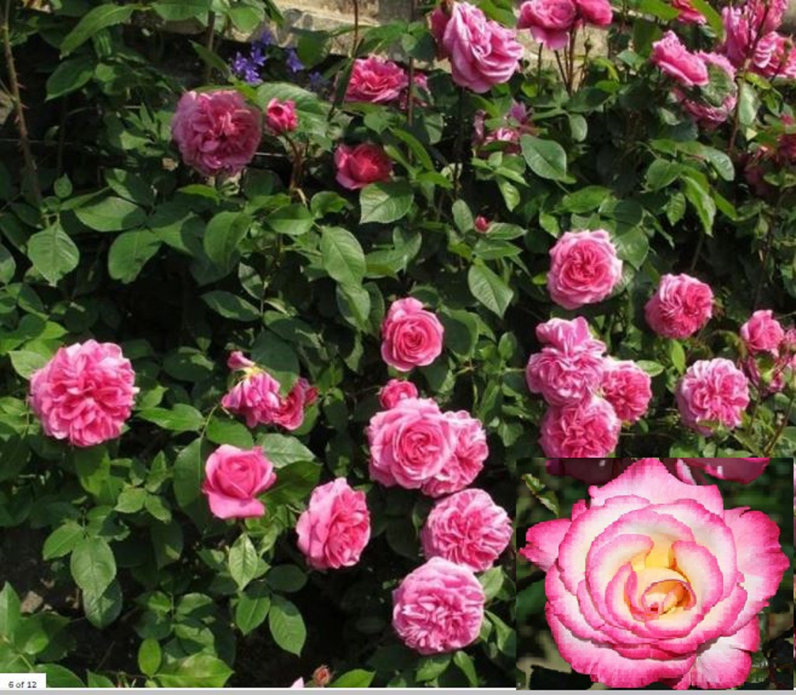 RARE Climbing ROSE plant 10 or 20 SEEDS Baby pink blooms Etsy