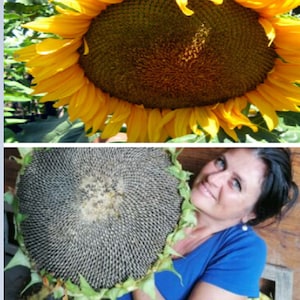 RARE GIANT SUNNFLOWER - Huge 20” Blooms   2, 6 or 10 - Combined Shipping Discount  - Usa