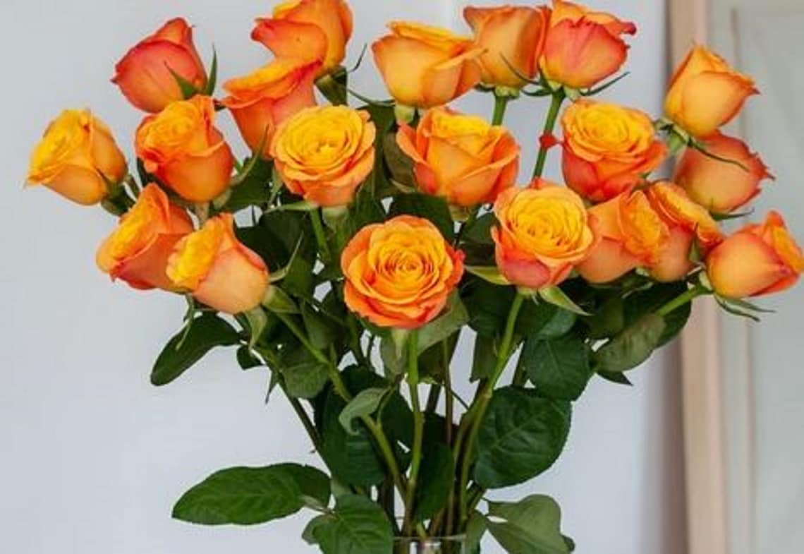 RARE ORANGE ROSE flower tree Bush 10 or 20 Seeds No plant Etsy