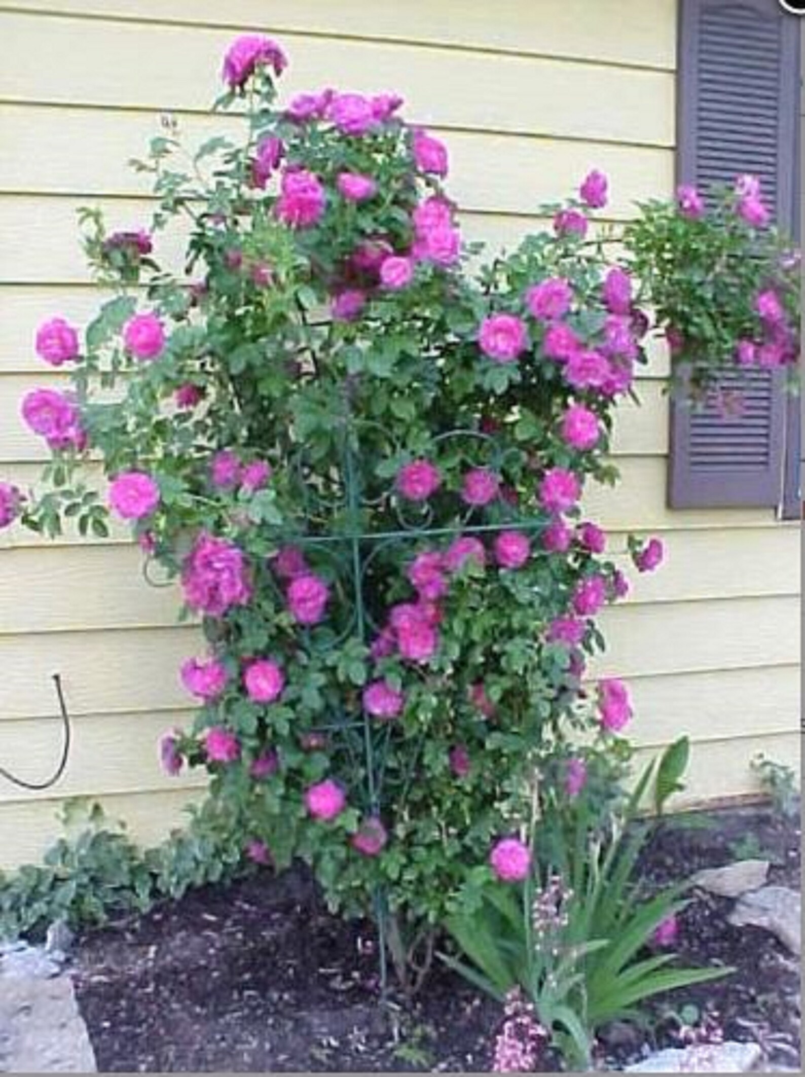 RARE Climbing Purple ROSE plant 10 or 20 SEEDS Dark blooms Etsy
