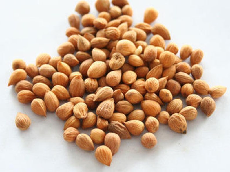 GardenSuppliesCo Rainier Cherry Tree Seeds - Thumbnail 2