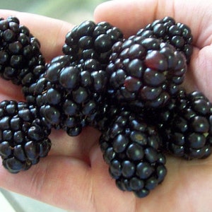 RARE Arapaho Thornless BLACKBERRY 3, 15 ,30, 100 or 200 SEEDS (no plant ) *Combined shipping Discount (Pay shipping just for first item)