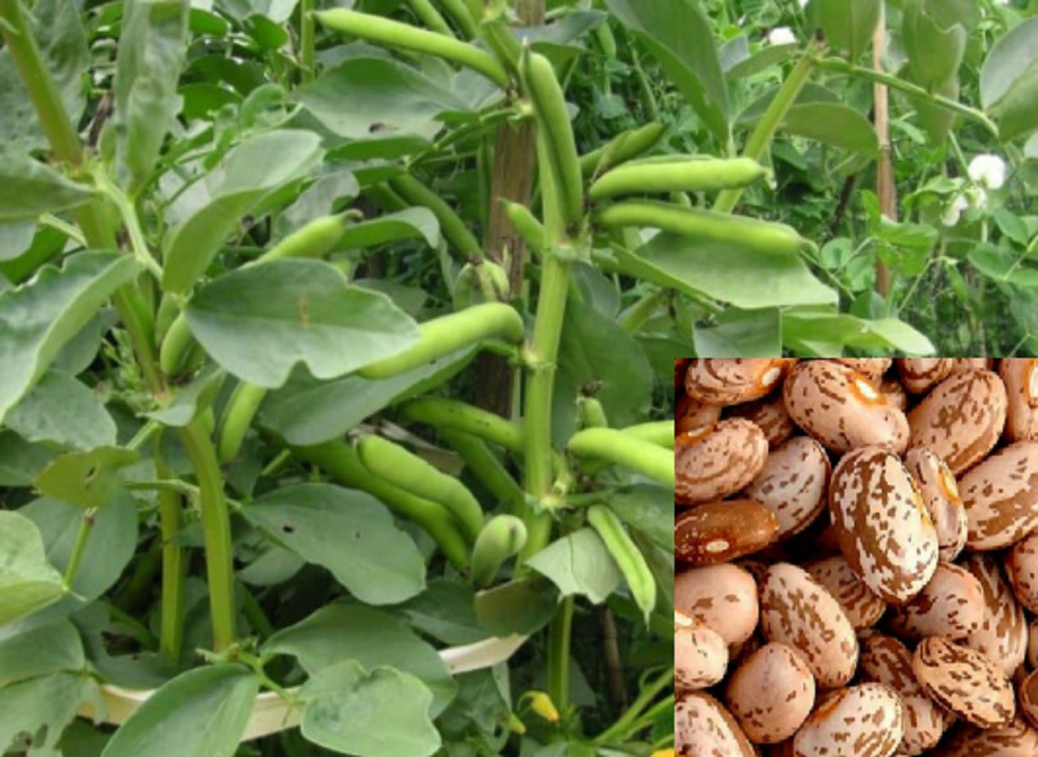 Pinto Bean tree plant 10 seeds Combined shipping Pay Etsy