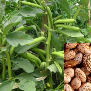 Pinto Bean tree plant - 5 + seeds -Combined shipping (Pay shipping just for the first item)-- Us Seller