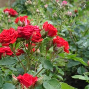 RARE-MINIATURE ROSE Red Flower Plant Tree- 3,10,20 or 30 Seeds ...