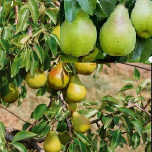 Rare(no plant) SEMI-DWARF PEAR fruit Tree  3,5 0r 10 Seeds-Combined shipping(Pay shipping just for the first item) Grow Indoors Or Out)Usal