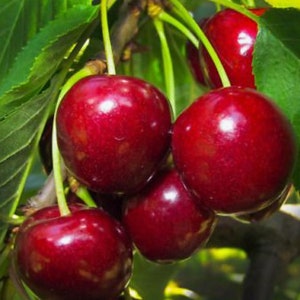 Rare Dwarf BING CHERRY Fruit Tree ,2,6 or10 SEEDS-Great for Growing indoors in a Pot-Very SweetFresh harvested inUs FarmShips same day image 3