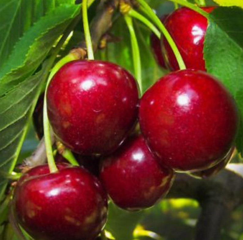 Rare Dwarf BING CHERRY Fruit Tree ,2,6 or10 SEEDS-Great for Growing indoors in a Pot-Very SweetFresh harvested inUs FarmShips same day image 3