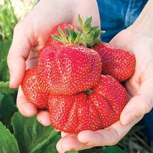 RARE GIANT STRAWBERRY Bush Tree 5 ,30, 100 or200 Seeds(no plant)Combined shipping Discount (Pay shipping just for the first item) - Usa Sell