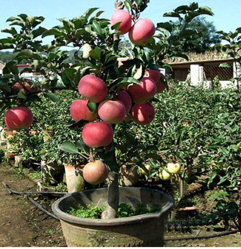 Dwarf Red Apple Tree Bonsai Seeds  Columnar Variety - Etsy