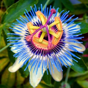 RARE Blue PASSIONFLOWER fruit Tree 3, 6 or 10 SEEDS -Attracts birds and Butterflies