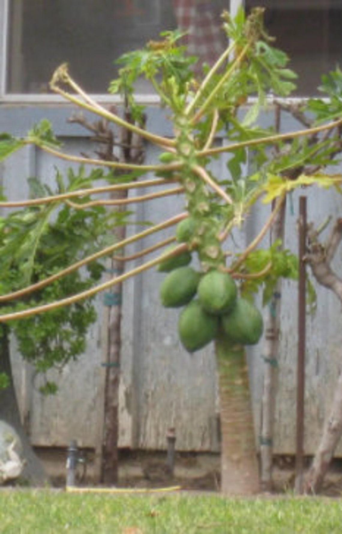 RARE Dwarf Solo PAPAYA Fruit tree 10 SEEDS no plant Etsy