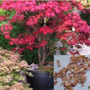 RARE Bloodgood Japanese Red Mapple tree) 2, 10 or 20 SEEDS )- Air Purifier -Combined shipping discount - Indoors or outdoors -USA