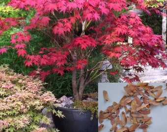 RARE Bloodgood Japanese Red Mapple tree) 2, 10 or 20 SEEDS )- Air Purifier -Combined shipping discount - Indoors or outdoors -USA