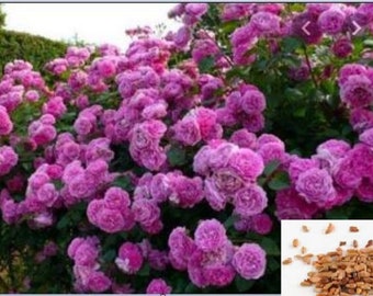 RARE  Climbing Rose Plant Pink blooms (10 or 20 SEEDS)- Combined shipping Discount ( Pay shipping just for the first item) -Usa seller