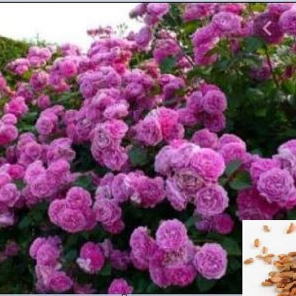 RARE  Climbing Rose Plant Pink blooms (10 or 20 SEEDS)- Combined shipping Discount ( Pay shipping just for the first item) -Usa seller