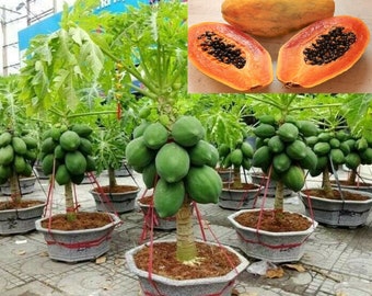 RARE Dwarf Thai PAPAYA Great for growing indoors in a Pot or out (2,10.20,30 SEEDS)Very Sweet Fruit-Fresh harvested in Us Farm,Ship same day