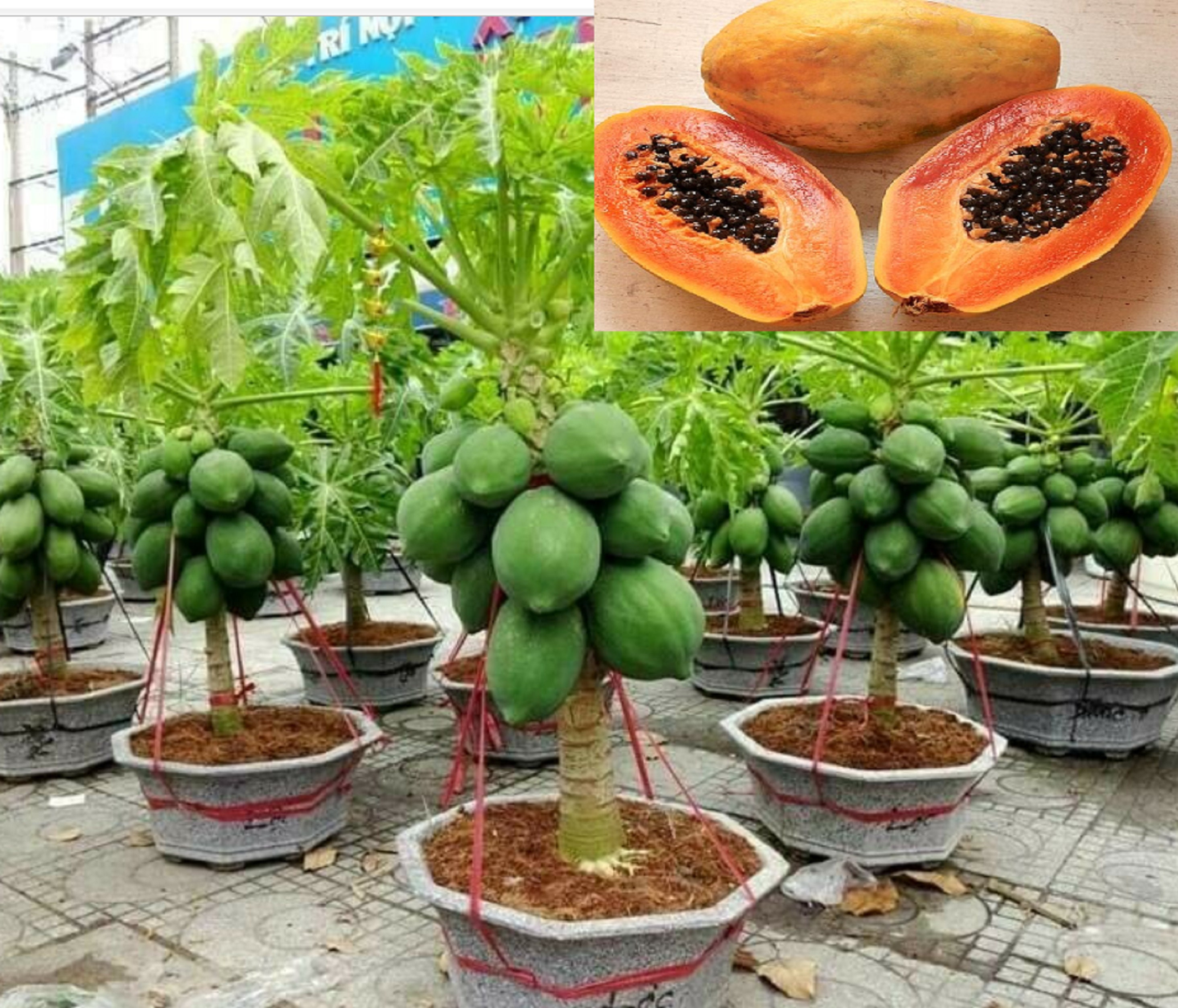 Organic Cordera® Semi-Dwarf Apple Tree - Fruition Seeds