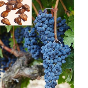 RARE(no plant )Dwarf Black vine grapes fruit (5, 10 or 30 SEEDS)fruit Tree -Combined shipping Discount(Pay shipping just for the first item)