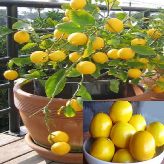 Rare Meyer Lemon Seeds, Dwarf Variety, Juicy Fruit (5 Seeds) - Etsy Israel